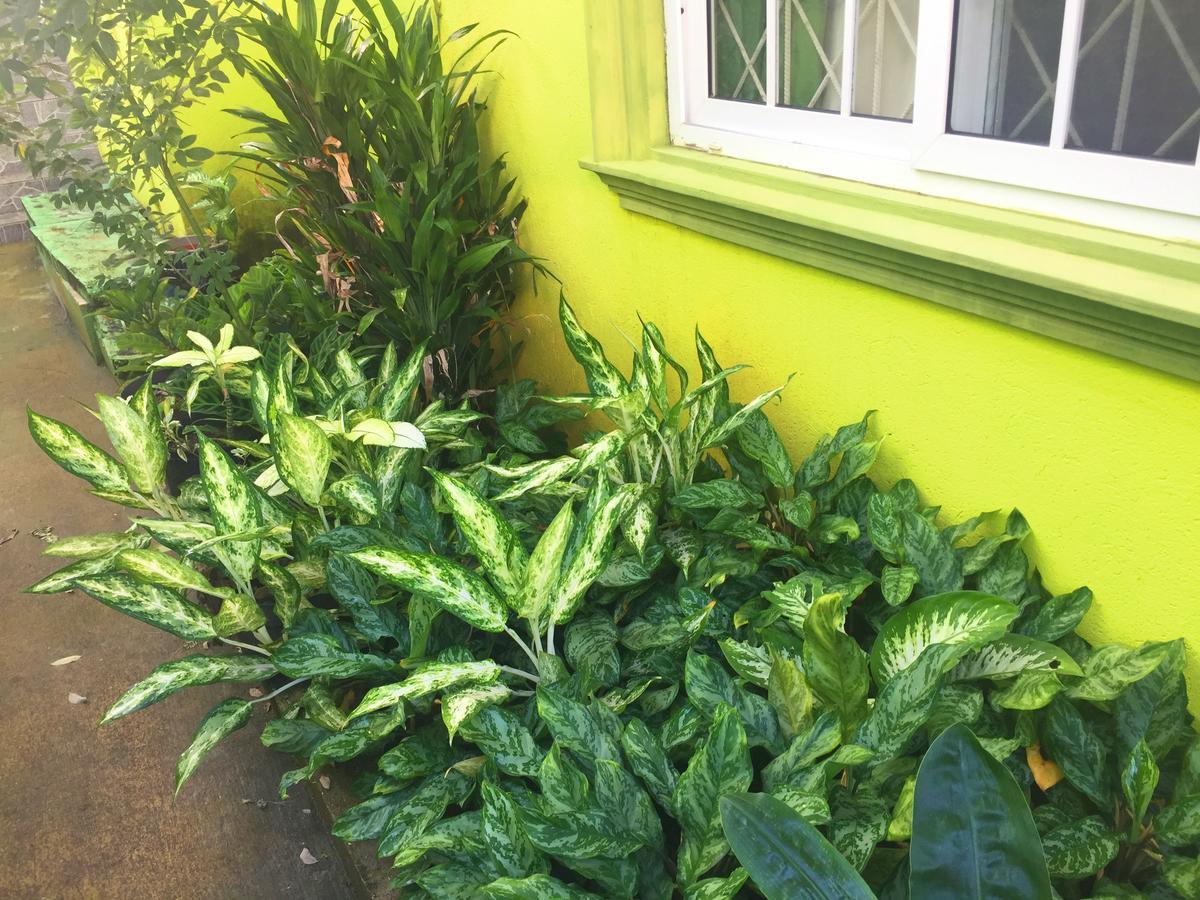 Yaad Hostel Montego Bay Buitenkant foto